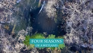 4 Seasons of a Wetland