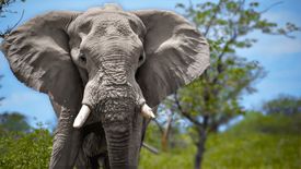 Elephants: Do Giant Brains Mean More Smarts?: asset-mezzanine-16x9