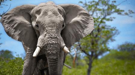 Video thumbnail: Animal IQ Elephants: Do Giant Brains Mean More Smarts?