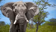 Elephants: Do Giant Brains Mean More Smarts?