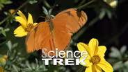 Butterflies:  They Taste With Their Feet