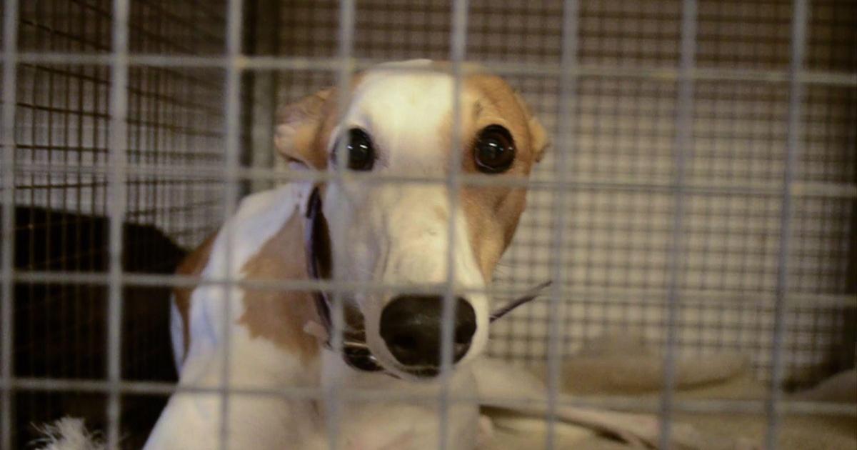 ONE CENTRAL FLORIDA Greyhound Rescue Season 2013 Episode 23 PBS