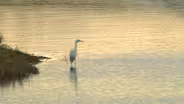 Birdwatching