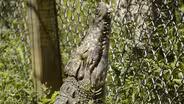 Exotic Animals