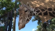 Giraffes, Springs and American Pie