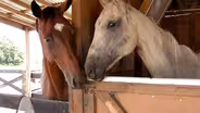 Preview: ONE - Horse Rescue, Women's Football & Fly Day