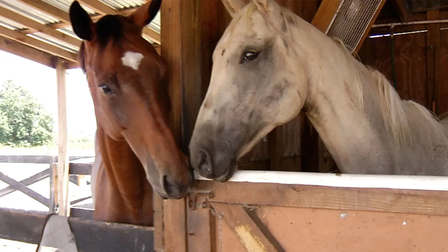 Preview: ONE - Horse Rescue, Women's Football & Fly Day