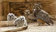Owl Super Mom