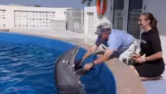 Dolphin Encounter