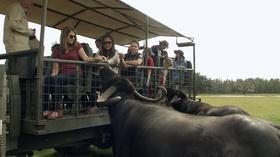 Video thumbnail: ONE CENTRAL FLORIDA Safari Wilderness Adventure