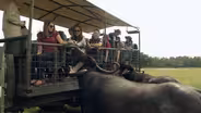 Safari Wilderness Adventure