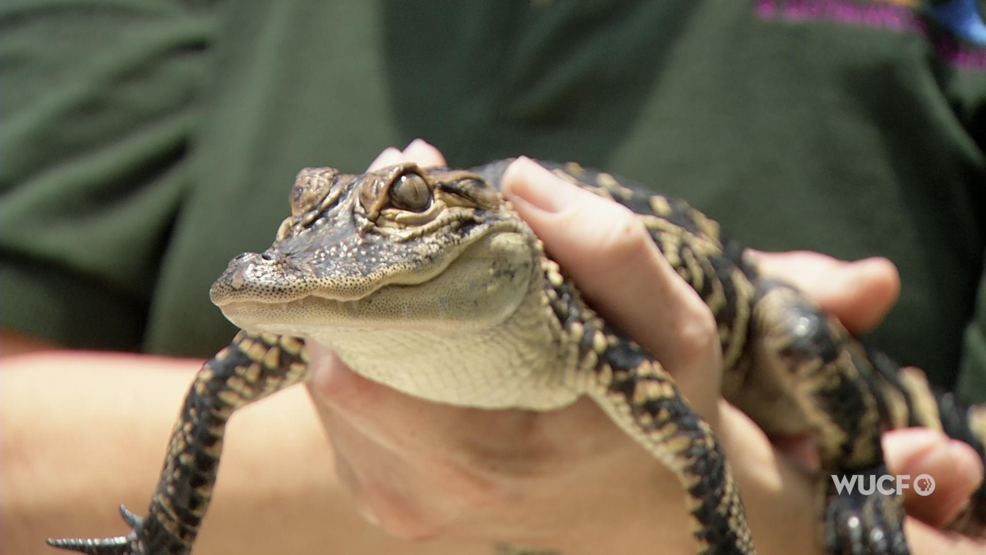 ONE CENTRAL FLORIDA | Reptile Passion- Reptile Handlers at the