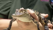 Reptile Passion- Reptile Handlers at the Central Florida Zoo