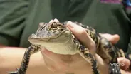 Reptile Passion- Reptile Handlers at the Central Florida Zoo