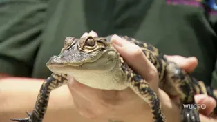 Reptile Passion- Reptile Handlers at the Central Florida Zoo