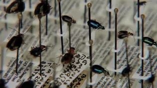 Bug Closet