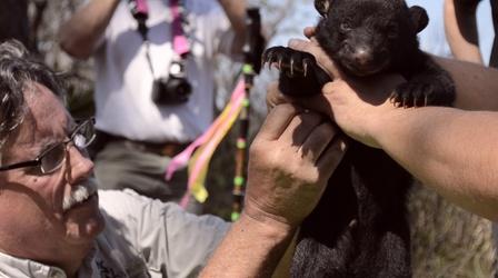 Video thumbnail: SCI TECH CENTRAL Living with Black Bears