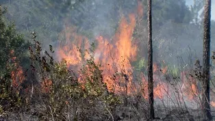 Prescribed Burns