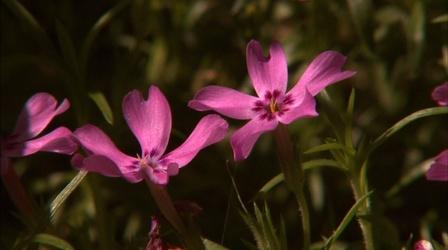Video thumbnail: Almanac Gardener Identifying Wildflowers