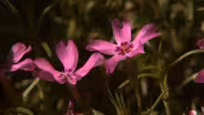 Identifying Wildflowers