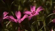 Identifying Wildflowers