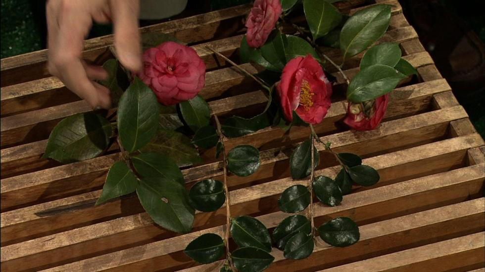 Camellia Flower Choices image