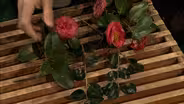 Camellia Flower Choices