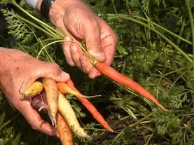 Growing Spring Carrots