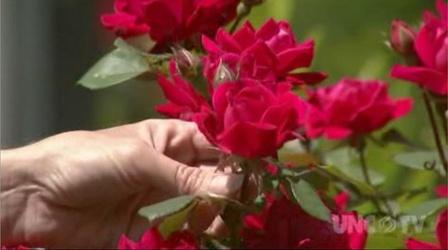 Video thumbnail: Almanac Gardener Controlling Rose Rosette Disease