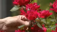 Controlling Rose Rosette Disease