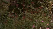 Deer Resistant Plants