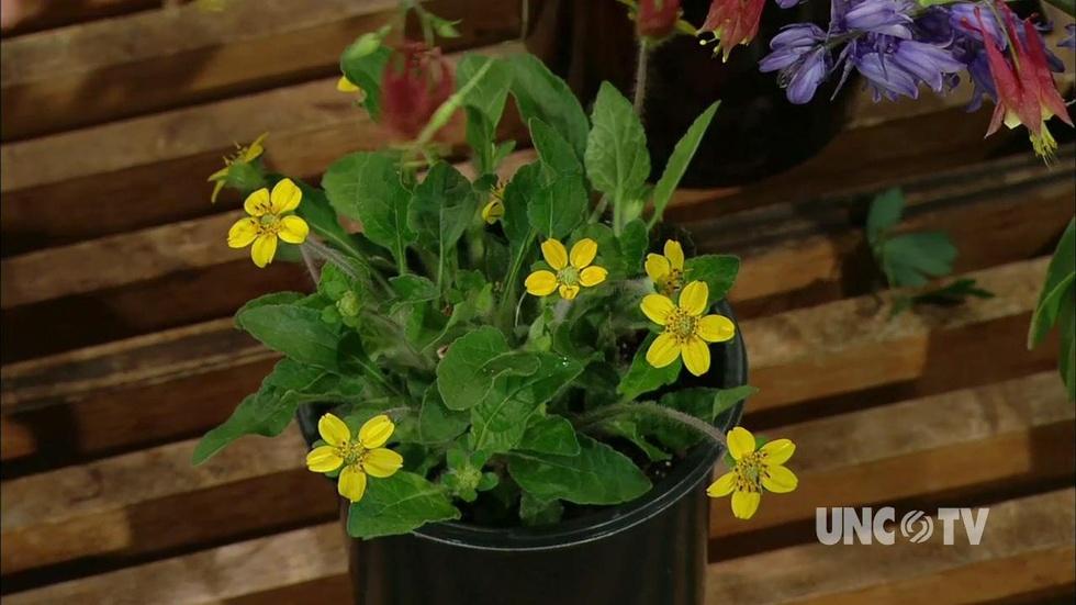 Growing NC Native Plants image