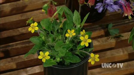 Video thumbnail: Almanac Gardener Growing NC Native Plants