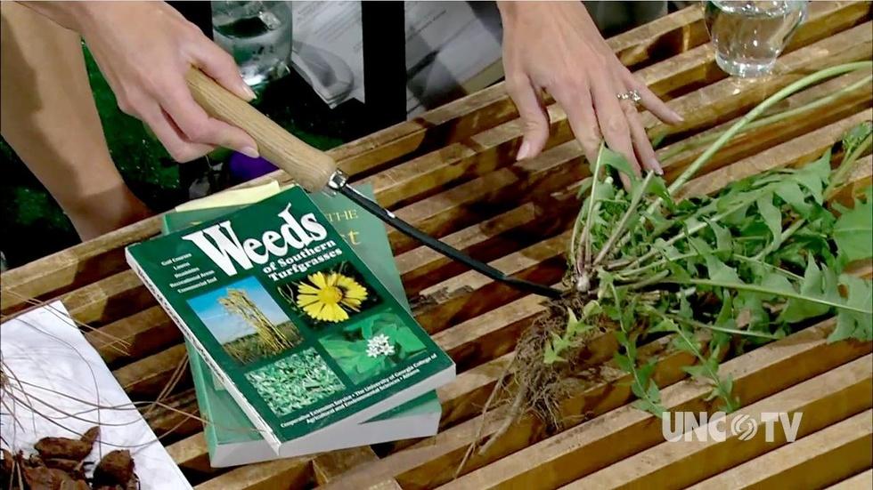 DeValuing Dandelions image