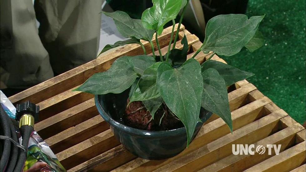 Checkout the Volcano Plant image