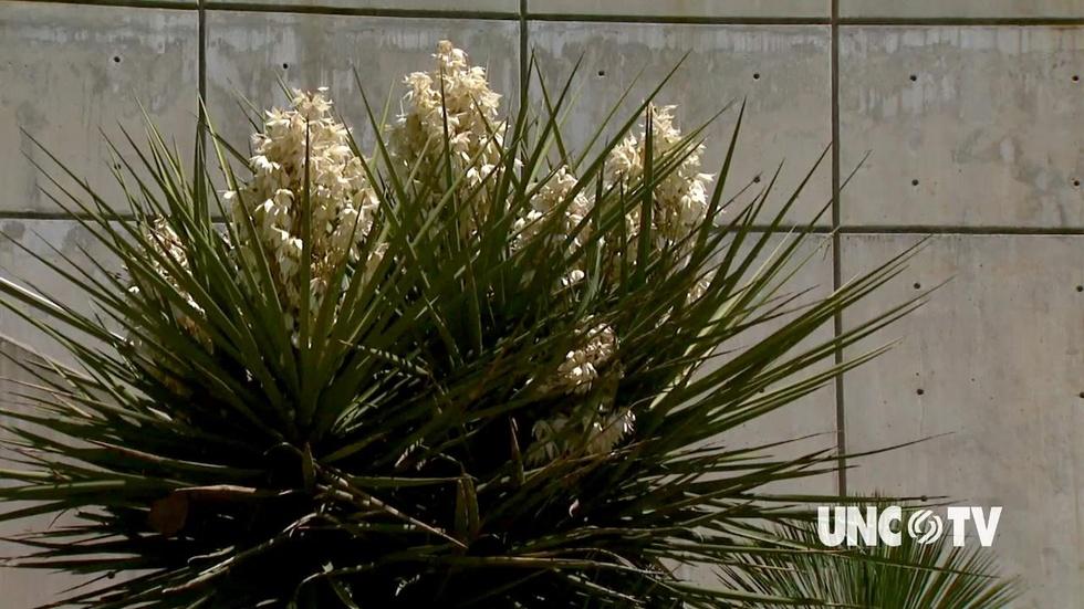 Growing Hot Weather Plants image