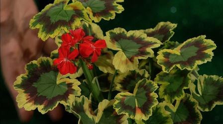 Video thumbnail: Almanac Gardener Selecting Flowering Annuals