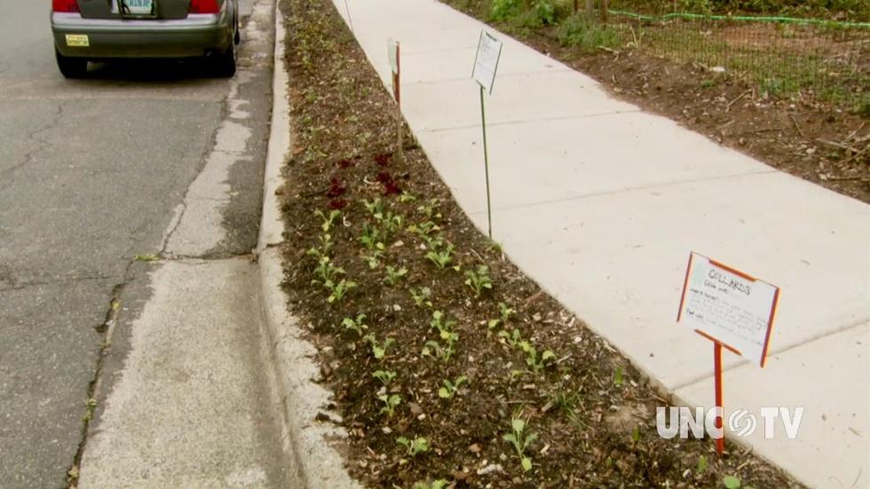 Curb Side Gardening image