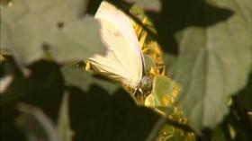 Video thumbnail: Almanac Gardener Backyard Butterflies