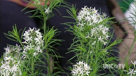 Video thumbnail: Almanac Gardener Fall Color Plants