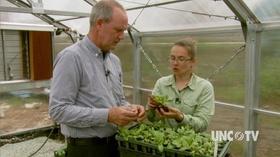Video thumbnail: Almanac Gardener How to Start Seedlings