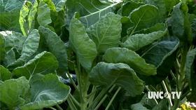 Video thumbnail: Almanac Gardener Growing Brussels Sprouts in the Fall