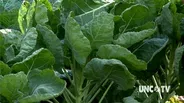 Growing Brussels Sprouts in the Fall