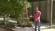 Creating Container Gardens