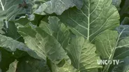 Growing Fall Collards