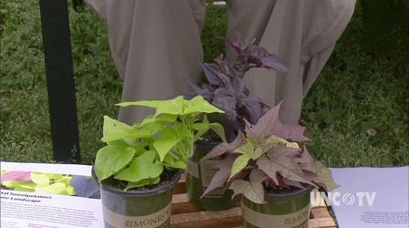 Video thumbnail: Almanac Gardener Growing Ornamental Sweet Potatoes