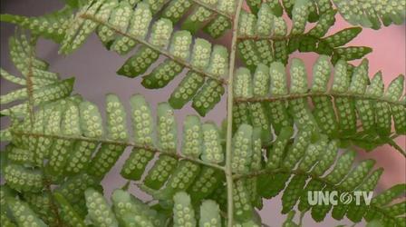 Video thumbnail: Almanac Gardener Problems with Ferns
