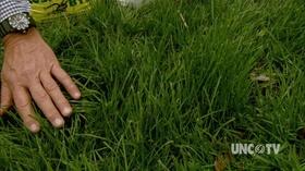 Video thumbnail: Almanac Gardener Growing Grass in the City