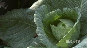 Video thumbnail: Almanac Gardener Fall Broccoli & Cabbage