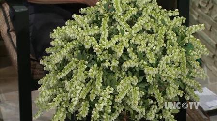 Video thumbnail: Almanac Gardener Selecting Pier Japonica Plants